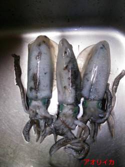 夕日港　風が多少あり海も荒れ気味の中エギン…