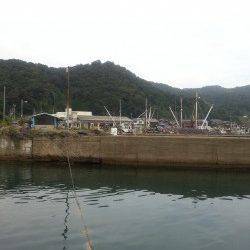 養老　ヤエン釣りでアオリイカとモンゴイカの釣果