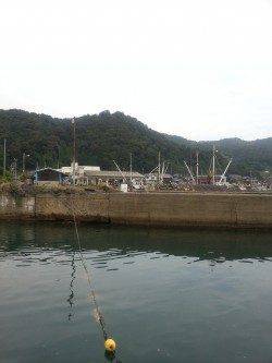 養老　ヤエン釣りでアオリイカとモンゴイカの釣果