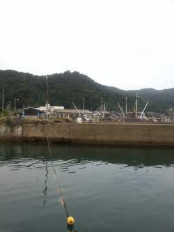 養老　ヤエン釣りでアオリイカとモンゴイカの…