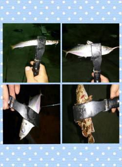 由良　アジングで色々な魚がヒット！　五目達…