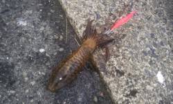 伊根　エギングでのアオリイカ釣果