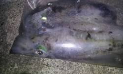 伊根　エギングでアオリイカ　シッカリ底をと…