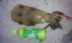 伊根　エギングでアオリイカ、今季最大23.…