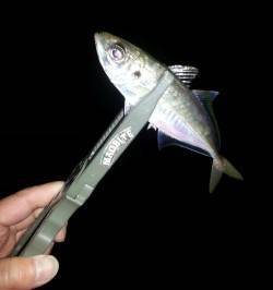 舞洲でアジング　結構アタリは多かったです☆…