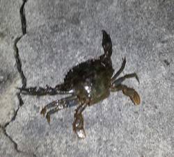 舞洲へアジング釣行　アジはボトムにいる感じ…