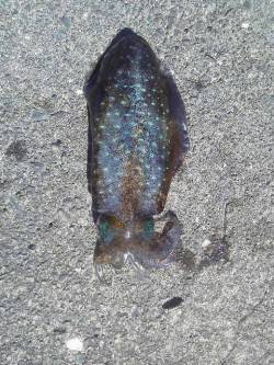 昼間の満潮前後狙いでエギング　元気のいいア…