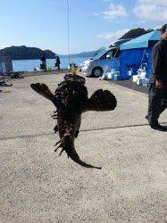 朝イチから伊根の平田でアオリイカ釣り！