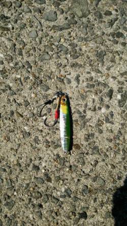 貝塚人工島でショアジギング　ツバスサイズで…