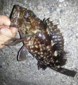 舞洲　ワインドでアタリなくチニングに変更！…