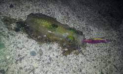 蒲入　エギングのアオリイカは時合いに集中し…