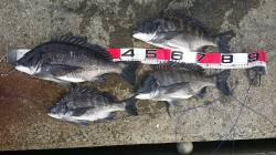 舞洲　1か月振りのフカセ釣りは納竿間際に良…