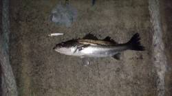 大阪南港シーバス　夜の干潮～上げのタイミン…