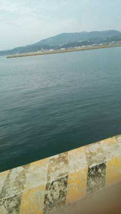 都志港にてグレ釣り　撒き餌をするとグレの姿…