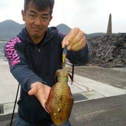 諸寄港　旅行先で朝イチのエギングでアオリイカをキャッチ