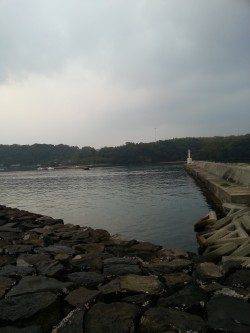 諸寄港　旅行先で朝イチのエギングでアオリイカをキャッチ