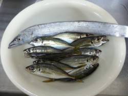 舞洲にてタチウオ一匹確保☆　アジングは入れ…