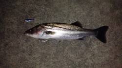 大阪南港ルアーシーバス　60cm&…