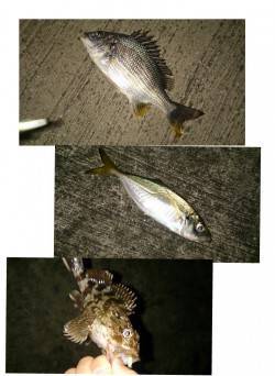 大阪南港アジングでアジ・ガシラ・キビレ　ダ…