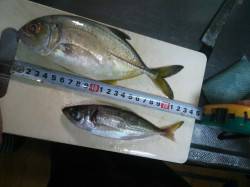 洲本 シーバス狙いもメッキ＆アジがヒット