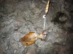 白浜周辺エギングはさい先よくアオリイカ2杯…