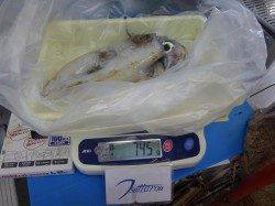 みなべ　目津　エギングでアオリイカ745ｇ