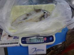 みなべ　目津　エギングでアオリイカ745ｇ…