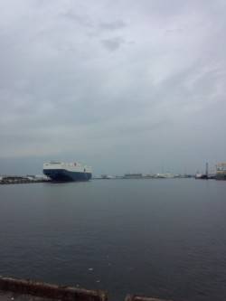 好釣果と噂の泉大津近辺にて　アジやサヨリな…