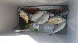 堺堤防でメジロ！！フカセ・オキアミボイルにて