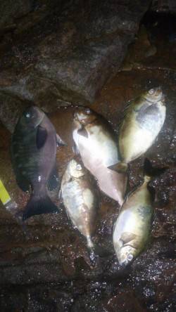 粘りに粘って執念の１本！日高でのフカセ