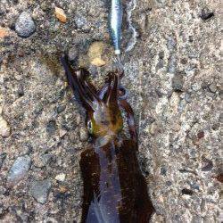 柴山港　エギンガーの姿は少なめの中コロッケサイズ2ハイ