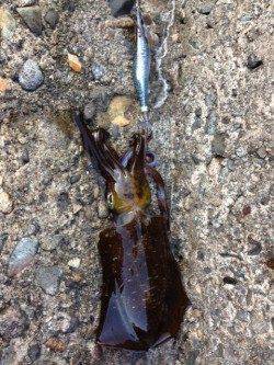 柴山港　エギンガーの姿は少なめの中コロッケサイズ2ハイ