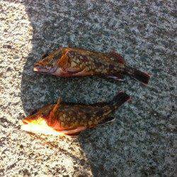 犬見～本郷の波止にて探り釣りでガシラ2匹ゲット