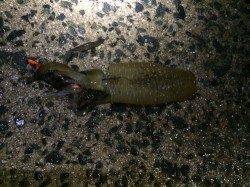 伊根　エギング釣行は2投目でヒット