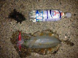 新浜漁港で皆既月食後の満月狙いエギング　今季ベストサイズのアオリイカ