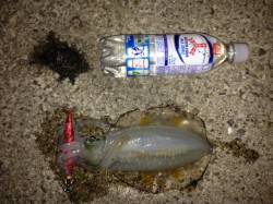 新浜漁港で皆既月食後の満月狙いエギング　今…