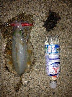 新浜漁港で皆既月食後の満月狙いエギング　今季ベストサイズのアオリイカ