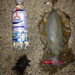 新浜漁港で皆既月食後の満月狙いエギング　今季ベストサイズのアオリイカ