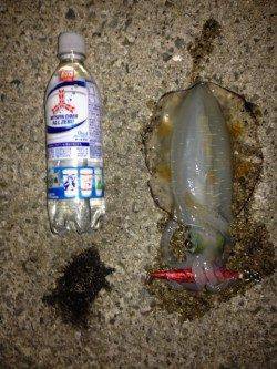 新浜漁港で皆既月食後の満月狙いエギング　今季ベストサイズのアオリイカ