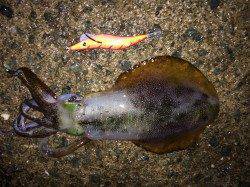 長江でのエギング　ボトムでスーパーロングステイが効果的でした