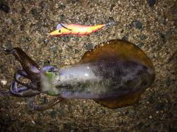 長江でのエギング　ボトムでスーパーロングス…