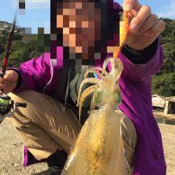 宮津エリアのアオリイカすくすく成長中！　長江にてエギングで15ハイ