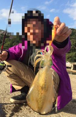 宮津エリアのアオリイカすくすく成長中！　長…