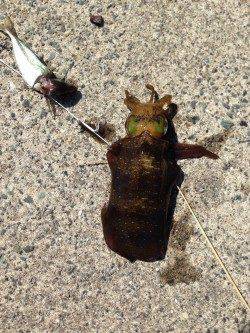 赤崎にてヤエンでアオリイカ　アタリは20近くありました