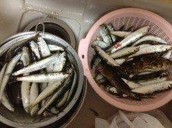 東二見人工島でイワシが大爆釣！！餌無しでも釣れました