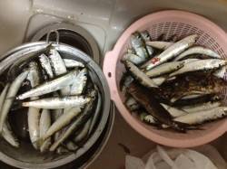 東二見人工島でイワシが大爆釣！！餌無しでも…