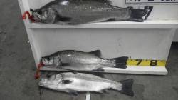 白浜地磯でヒラスズキ70・65・63cm3…