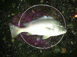 田辺市元島波止でコロダイ65ｃｍ