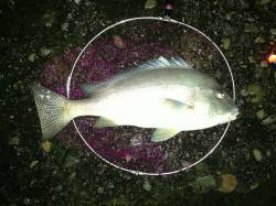 田辺市元島波止でコロダイ65ｃｍ