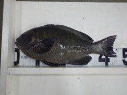 堺堤防　フカセ＆カゴ釣りにてグレ・コロダイの釣果